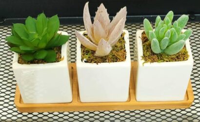 Artificial Succulents Easy and Decorative