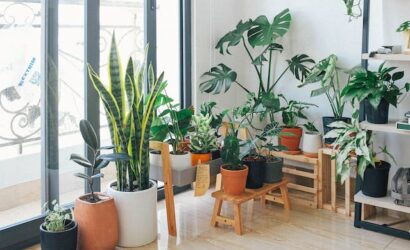 How to Decore Home with Plants